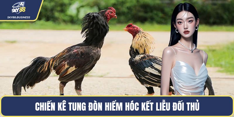 Chiến kê tung đòn hiểm hóc kết liễu đối thủ