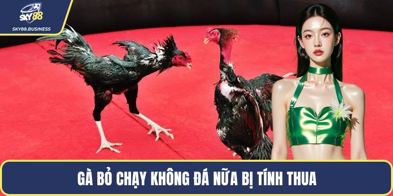 Gà bỏ chạy không đá nữa bị tính thua