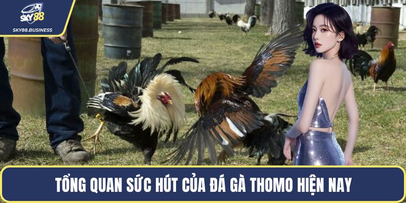Tổng quan sức hút của đá gà Thomo hiện nay